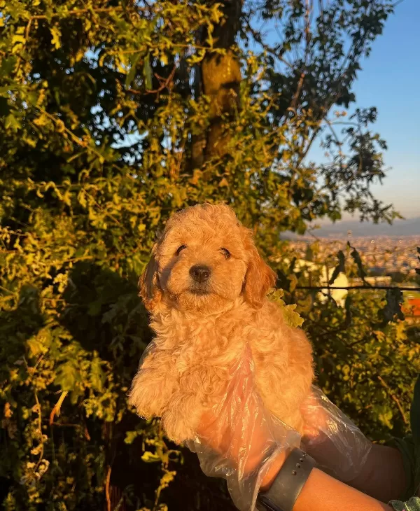Mini Boy Apricot Poodle Yavrularımız