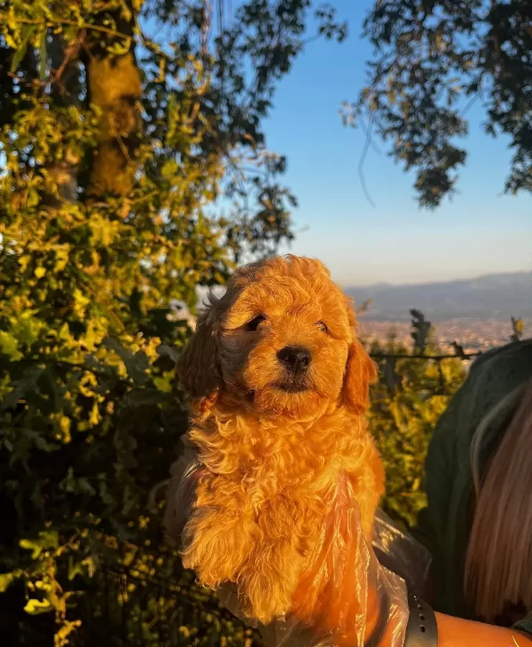Mini Boy Apricot Poodle Yavrularımız