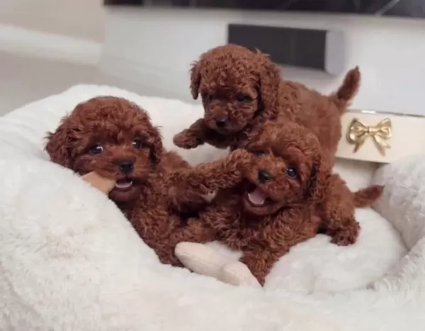 Kıvırcık Kızıl Toy Poodle Yavruları Ile Neşeli Bir Başlangıç