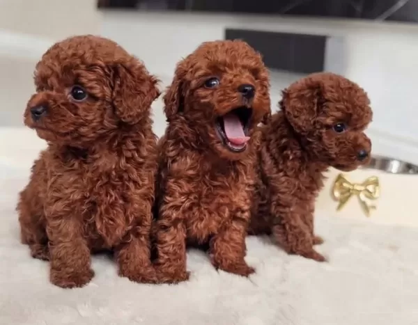 Kıvırcık Kızıl Toy Poodle Yavruları Ile Neşeli Bir Başlangıç
