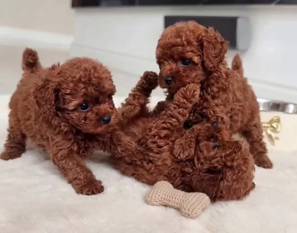 Kıvırcık Kızıl Toy Poodle Yavruları Ile Neşeli Bir Başlangıç