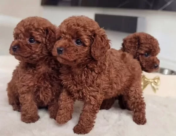 Kıvırcık Kızıl Toy Poodle Yavruları Ile Neşeli Bir Başlangıç