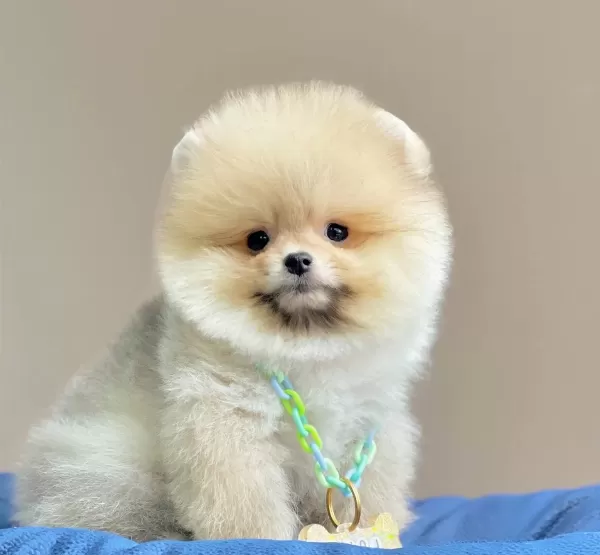 Pomeranian Boo Teddy Bear Egitimli Aşılı Yavrularımız