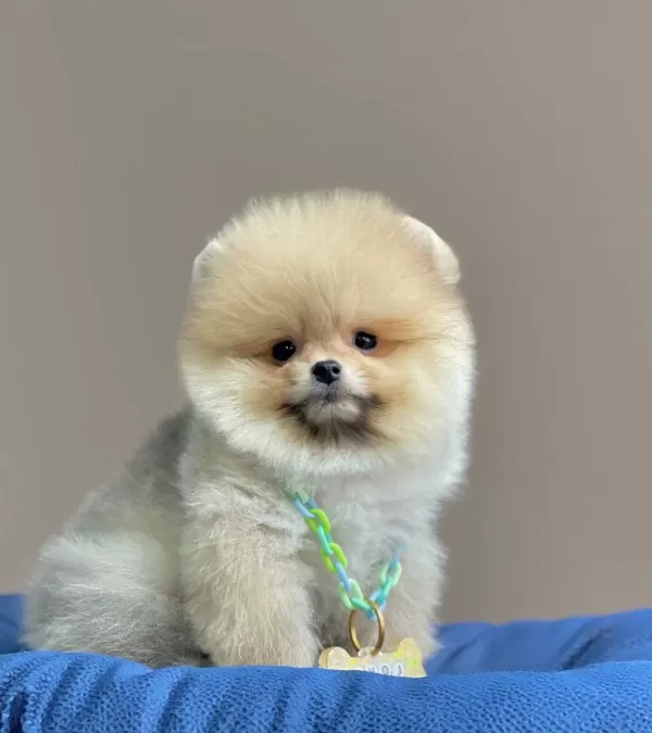 Pomeranian Boo Teddy Bear Egitimli Aşılı Yavrularımız