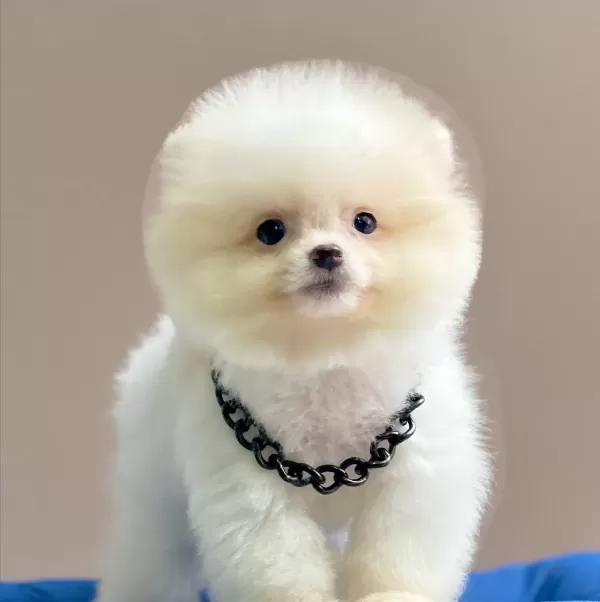 Pomeranian Boo Teddy Bear Egitimli Aşılı Yavrularımız