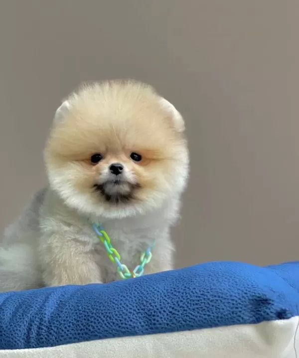 Pomeranian Boo Teddy Bear Egitimli Aşılı Yavrularımız