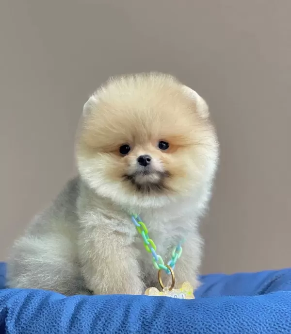 Pomeranian Boo Teddy Bear Egitimli Aşılı Yavrularımız