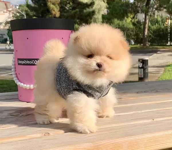 Pomeranian Boo Safkan Ayicik Surat Yavrularımız