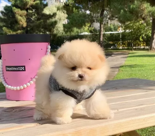 Pomeranian Boo Safkan Ayicik Surat Yavrularımız