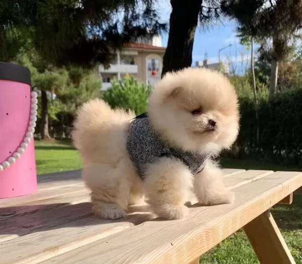 Pomeranian Boo Safkan Ayicik Surat Yavrularımız