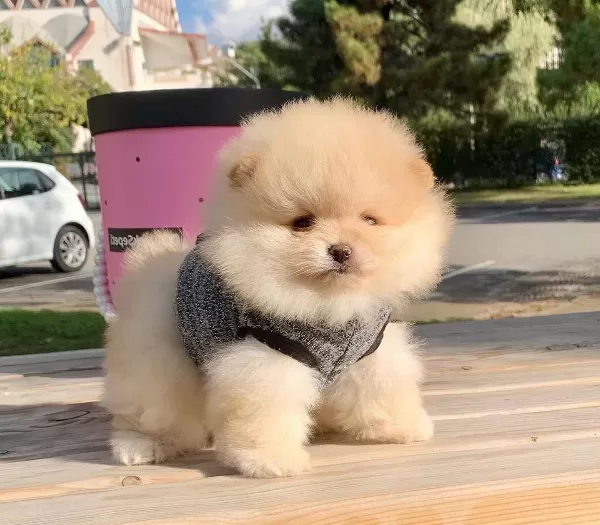 Pomeranian Boo Safkan Ayicik Surat Yavrularımız
