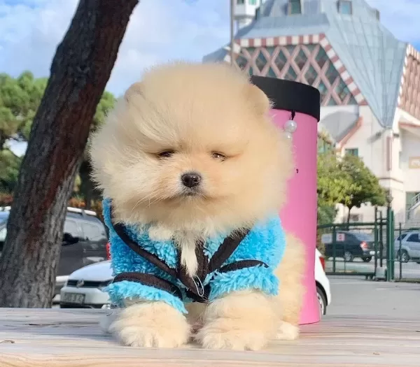 Pomeranian Boo Safkan Ayicik Surat Yavrularımız