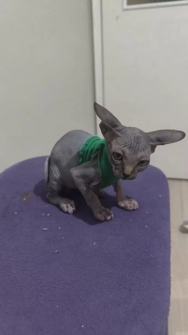 Sphynx Home Blue Point