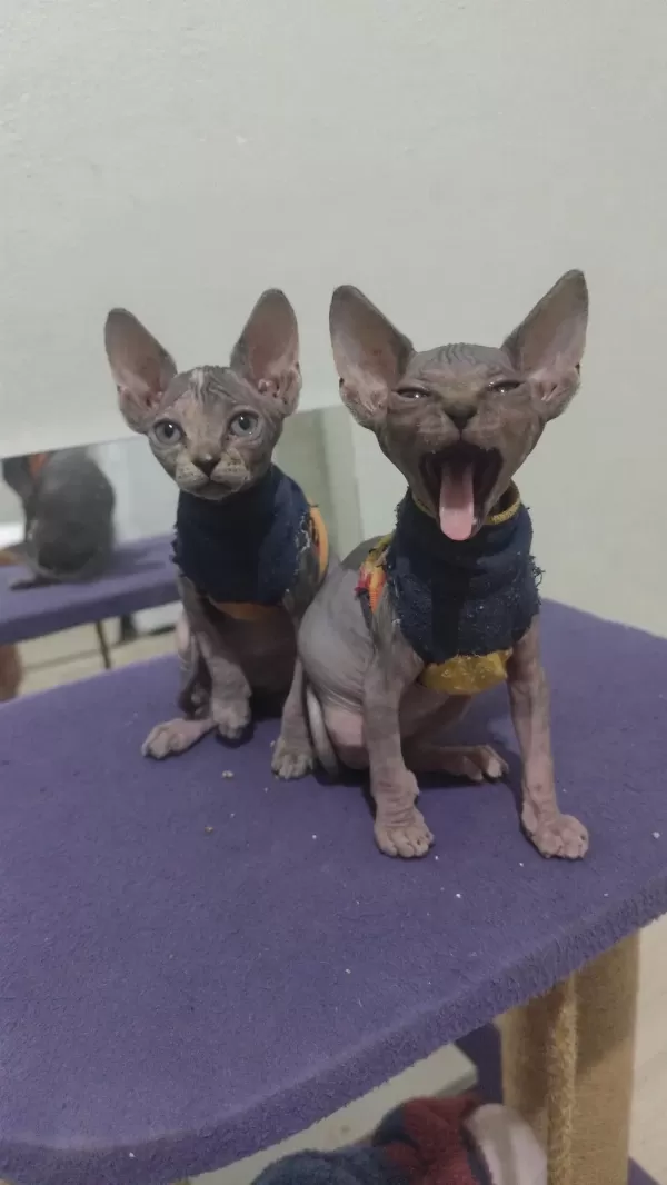 Sphynx Home Blue Point