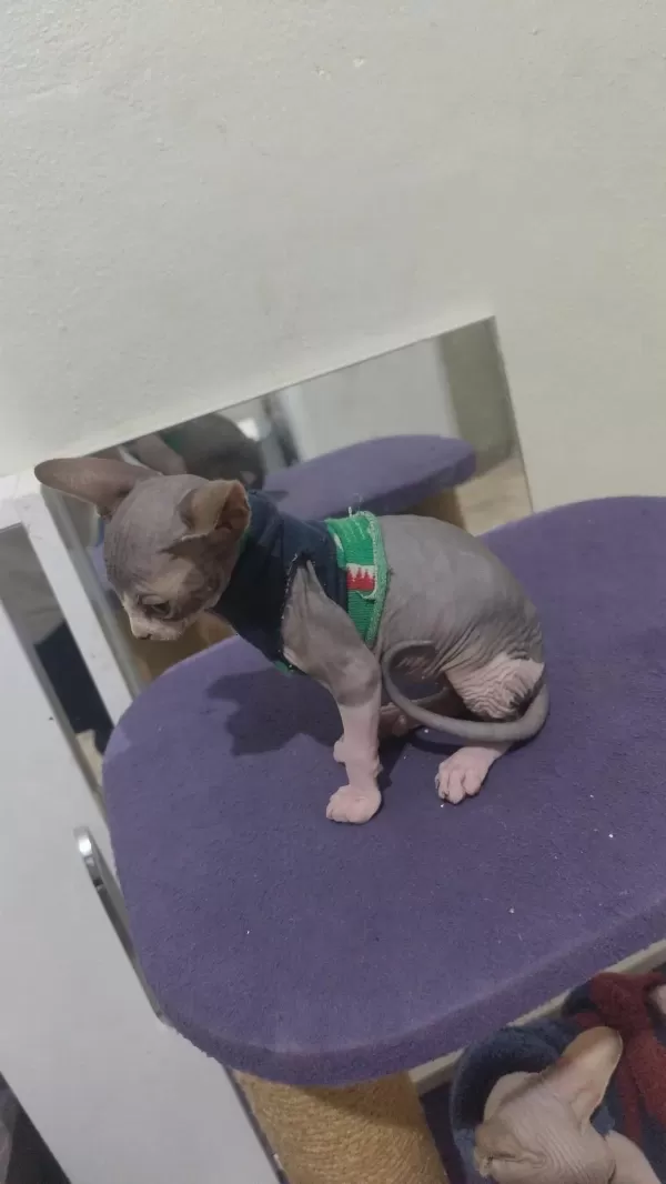 Sphynx Home Blue Point