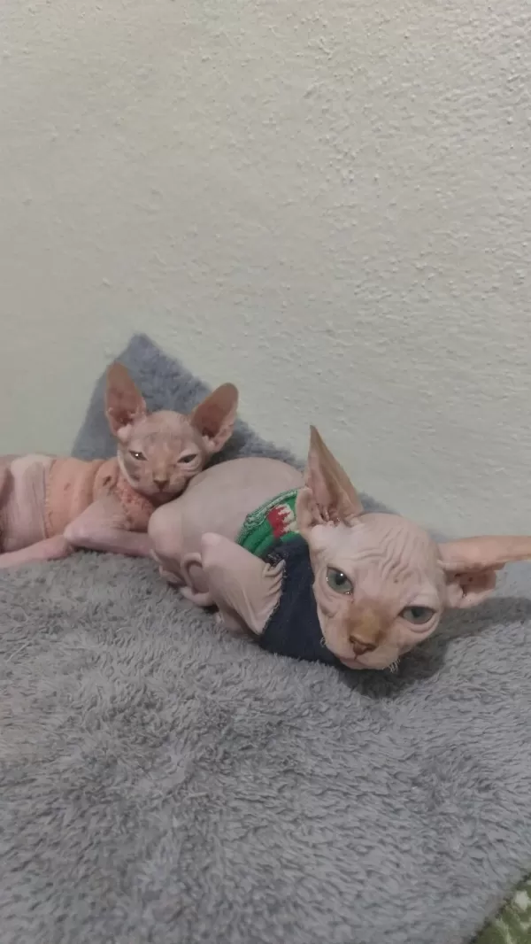 Sağlıklı Sphynx Home