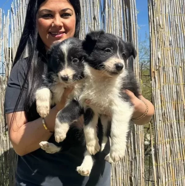 Zeka Küpü Border Collie Yavruları