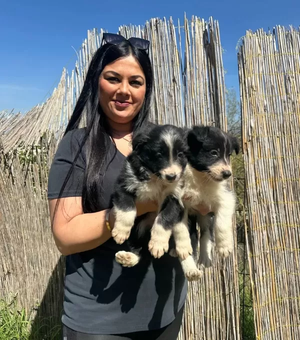 Zeka Küpü Border Collie Yavruları