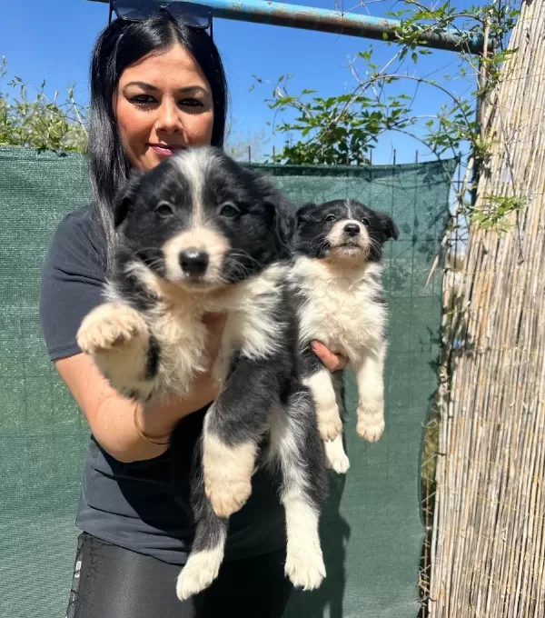 Zeka Küpü Border Collie Yavruları