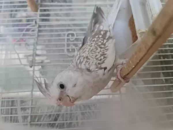 Sultan Papağanı 14 Aylık