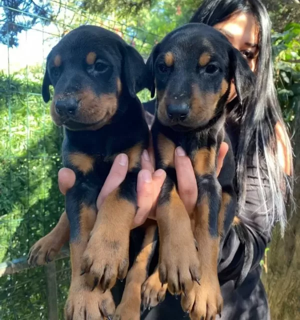 King Doberman Yavrularim