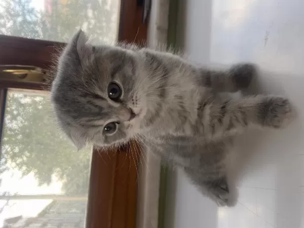 Scottish Fold Dişi Yavru Sahiplendirilecektir