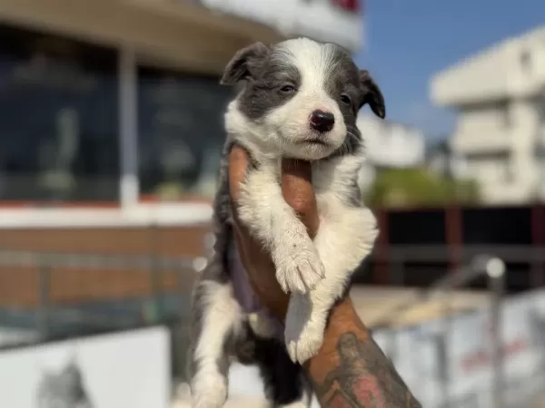 Ankaranın En Güzel Border Collie Yavruları