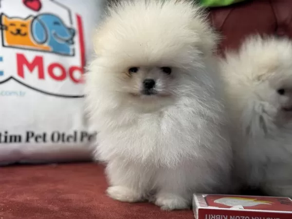 Show Kalite Tea Cup Pomeranian Boo Yavrular
