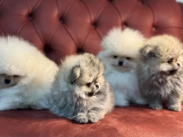Show Kalite Tea Cup Pomeranian Boo Yavrular