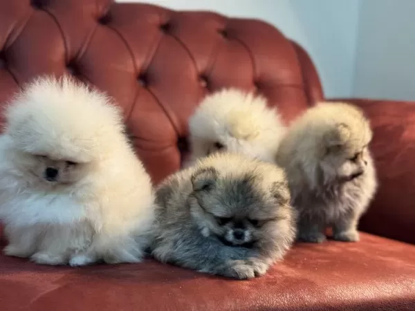 Show Kalite Tea Cup Pomeranian Boo Yavrular