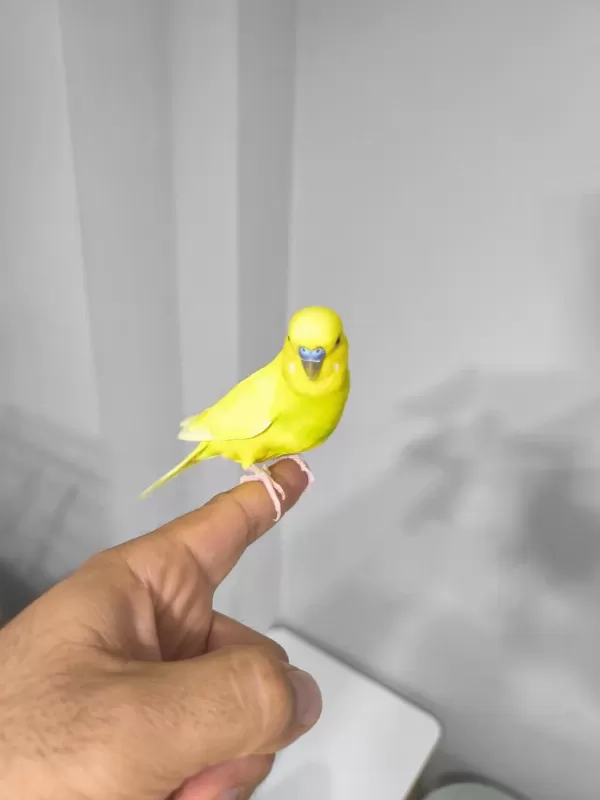 Elcik Konuşan Muhabbet Kuşu 1 Yaşında