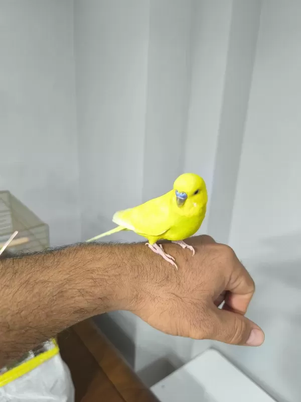 Elcik Konuşan Muhabbet Kuşu 1 Yaşında