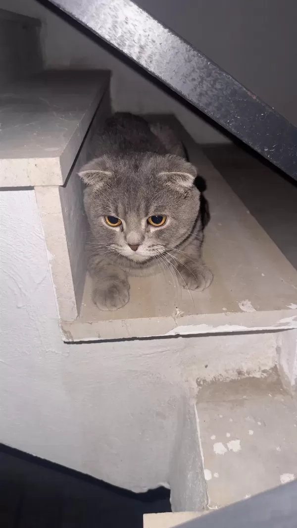 Scottish Fold Cinsi Erkek Kedi Diyarbakır