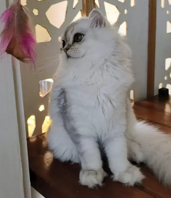 Scottish Straight Longhair Ns 11 Erkek