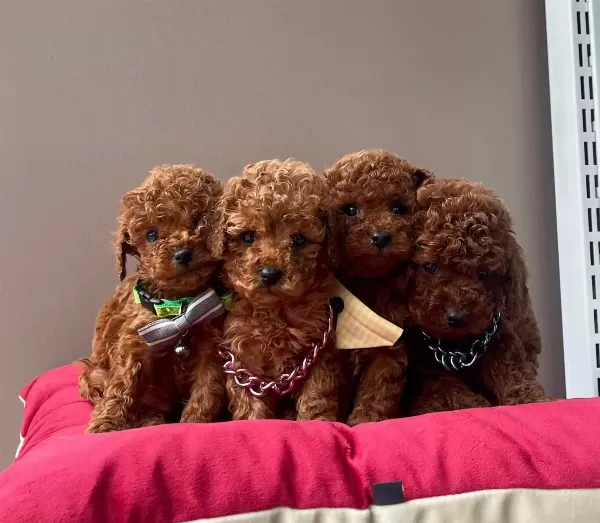 Toy Poodle Red Brown Safkan Belgeli Egitimli Yavrularımız