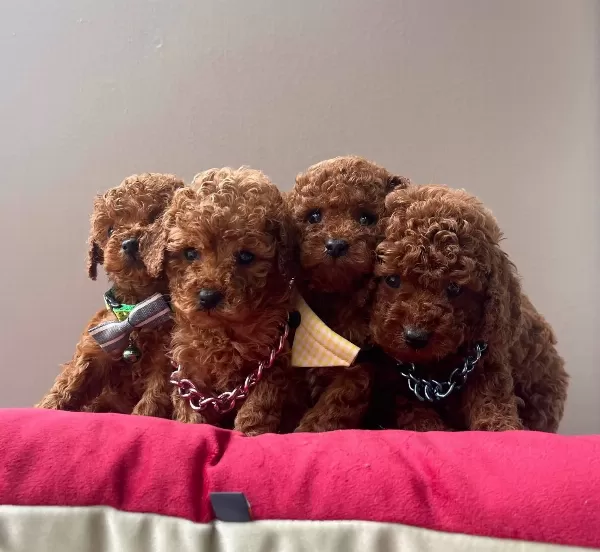 Toy Poodle Red Brown Safkan Belgeli Egitimli Yavrularımız