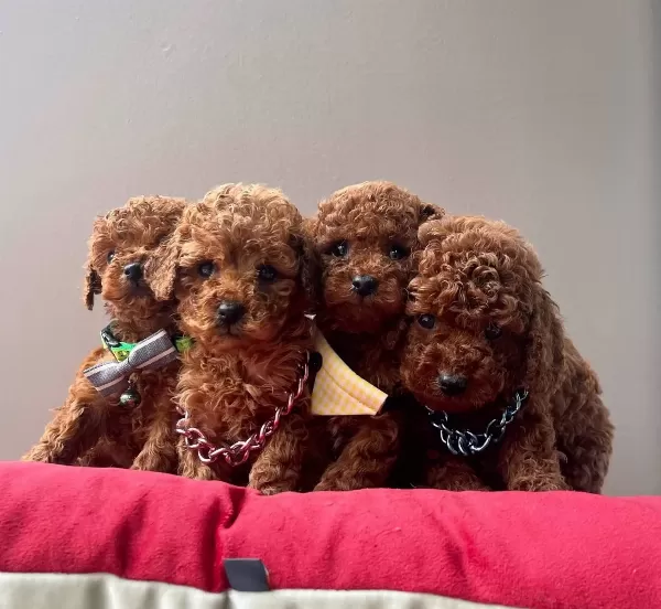 Toy Poodle Red Brown Safkan Belgeli Egitimli Yavrularımız