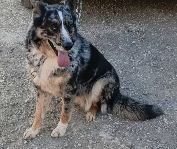 Egitimli Dişi Border Collie Genç