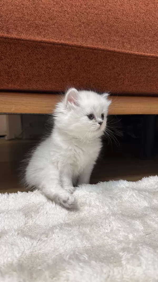 1 Aylik Dişi British Longhair Yavrumuz