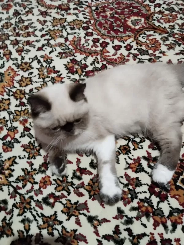 Exotic Shorthair Bütün Eşyalarıyla