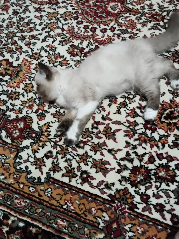 Exotic Shorthair Bütün Eşyalarıyla