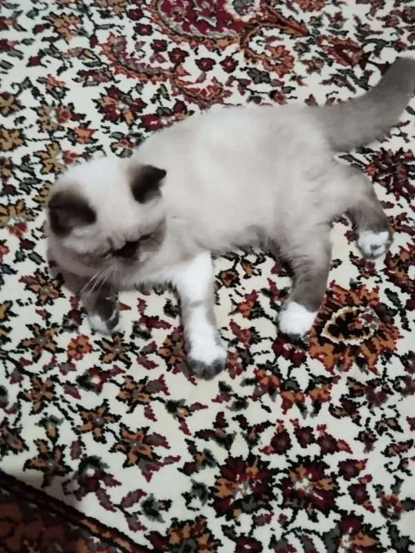 Exotic Shorthair Bütün Eşyalarıyla