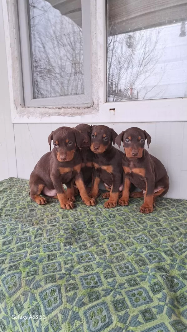 Doberman Yavrularim Sağlik Ve İrk Garantilidir