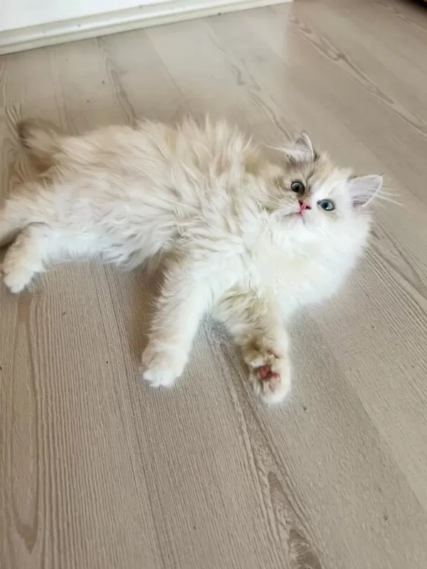 Ayricalikli Olmak İsteyenlere Ragdoll