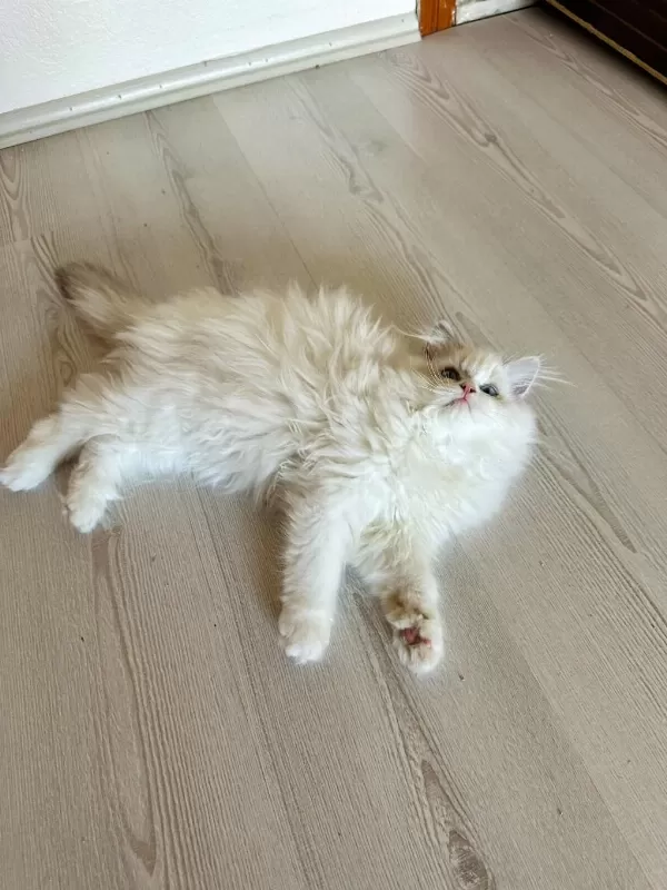 Ayricalikli Olmak İsteyenlere Ragdoll