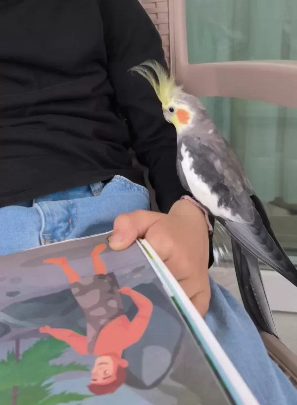 Konuşan Ve Ele Alışık Erkek Sultan Papağanı