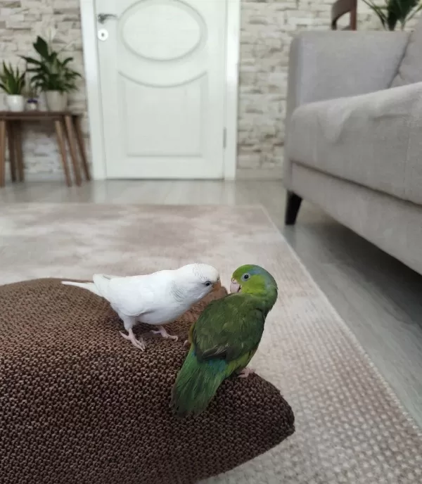 Forpus Erkek Takas Olur Gözüm Gibi Baktığım