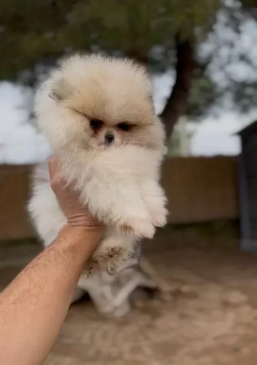 Renk Renk Çeşit Çeşit Pomeranian Boo Yavrularımız