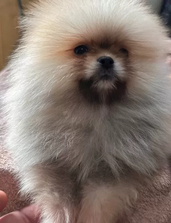 Renk Renk Çeşit Çeşit Pomeranian Boo Yavrularımız