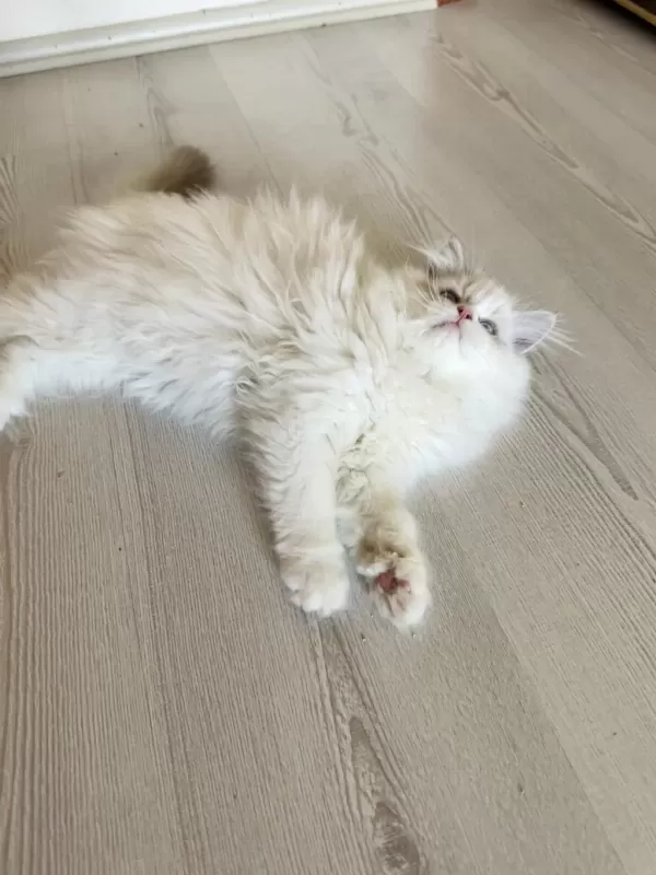 Harika Erkek Ragdoll Bebek